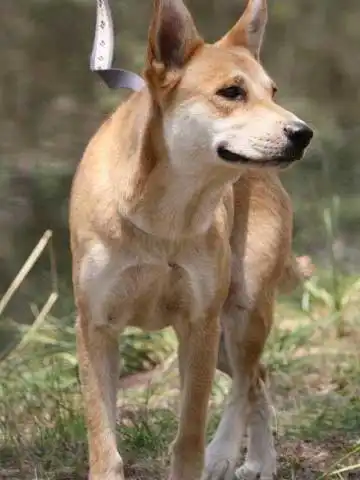 Herkunft & Geschichte von Carolina Dog
