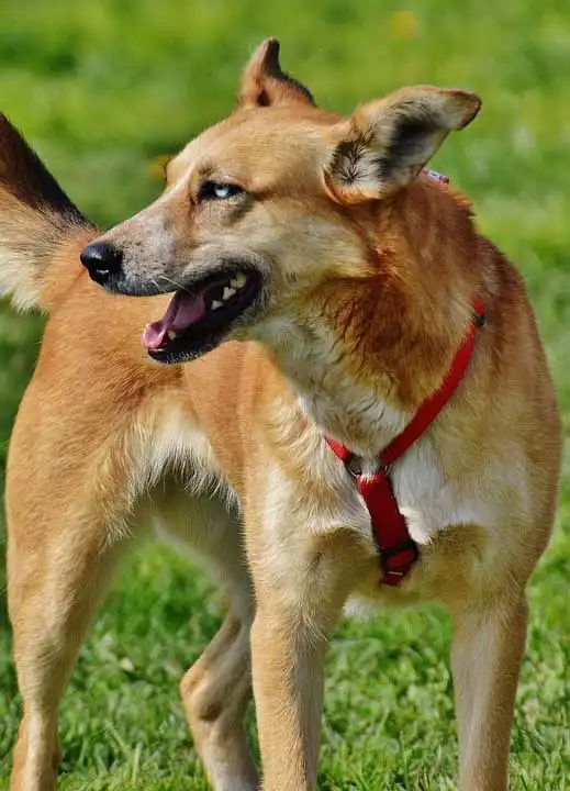 Erscheinungsbild von Carolina Dog