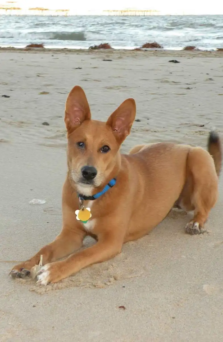 Pflege & Haltung von Carolina Dog