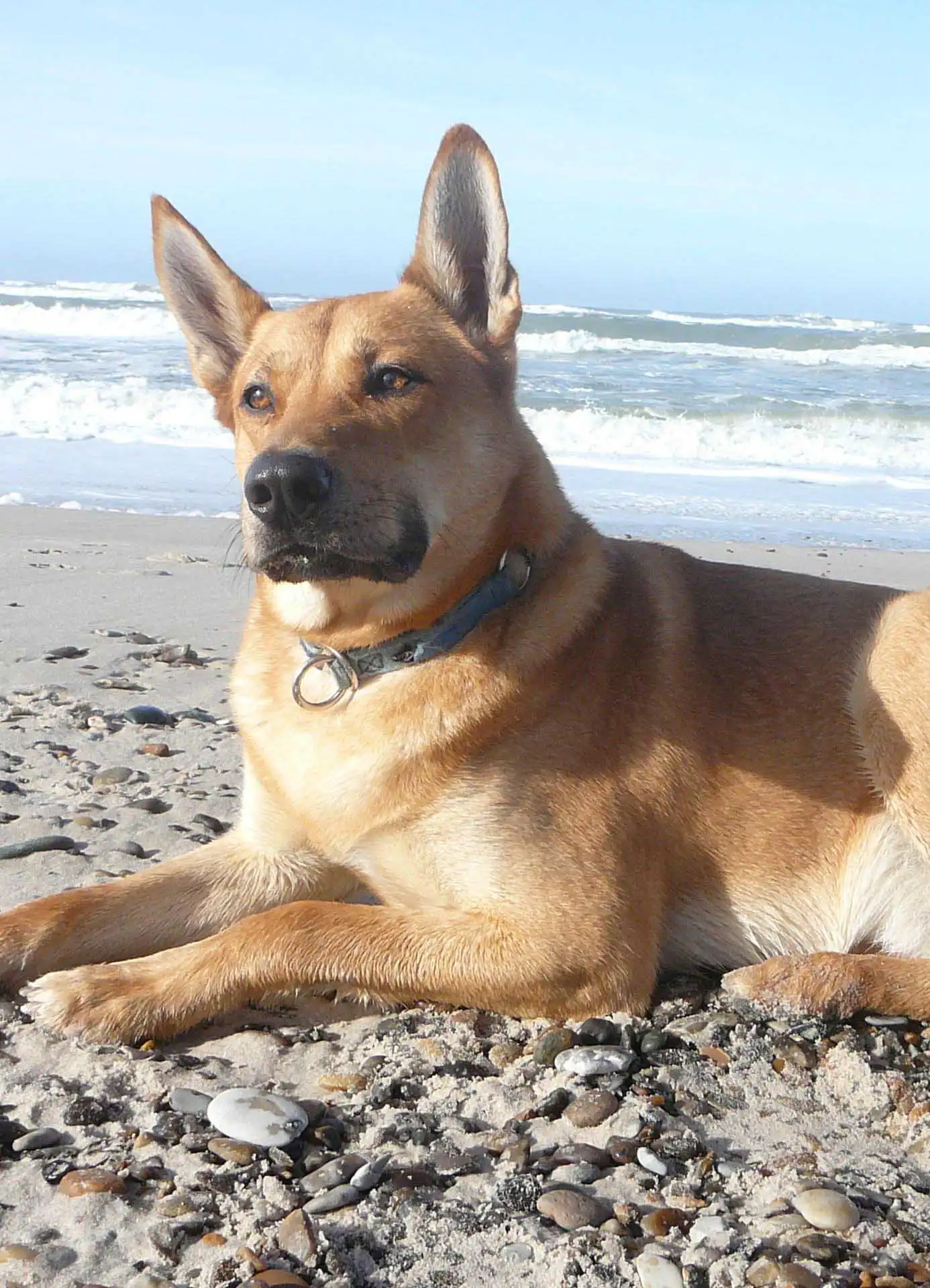 Wesen & Charakter von Carolina Dog