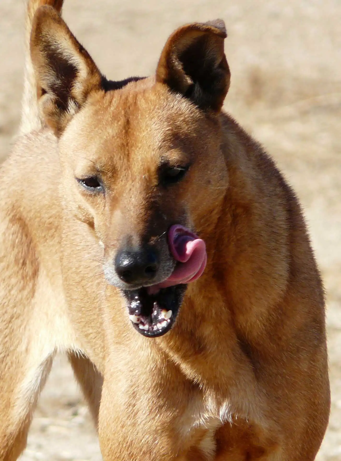 Bewegung & Beschäftigung von Carolina Dog
