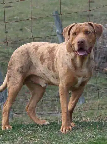 Origine & Histoire du Bouledogue Catahoula