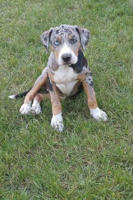 Apparence du Bouledogue Catahoula