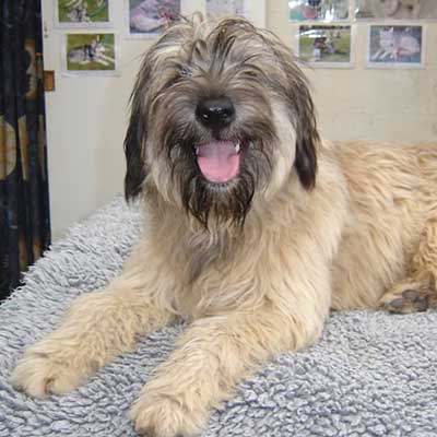 Catalonian Sheepdog