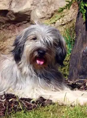 Breed Origin