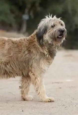 Breed Appearance