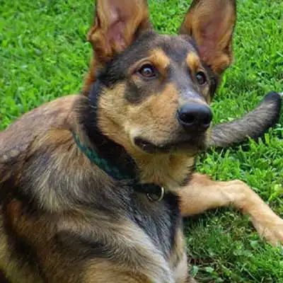 キャトル・シェパードの犬種情報。