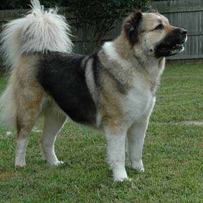 Caucasian Ovcharka