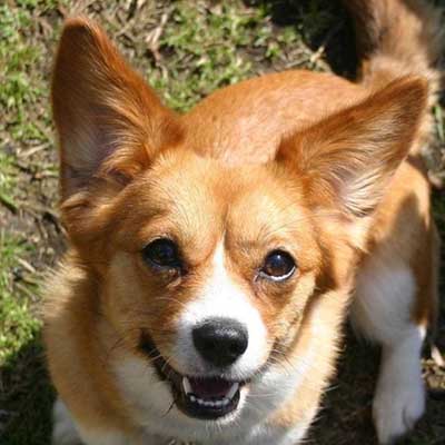 Cava-Corgi