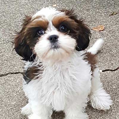 Cava-Tzu