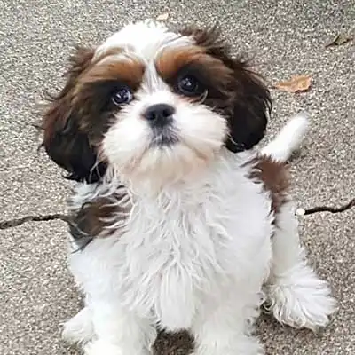 Race de chien Cava-Tzu.