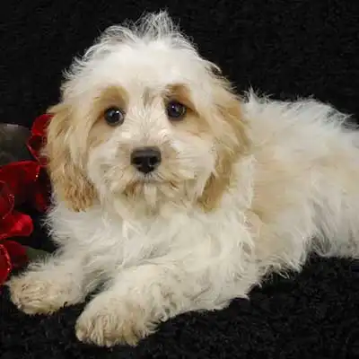 Cavachon dog breed.