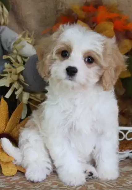 Origine & Storia del Cavachon