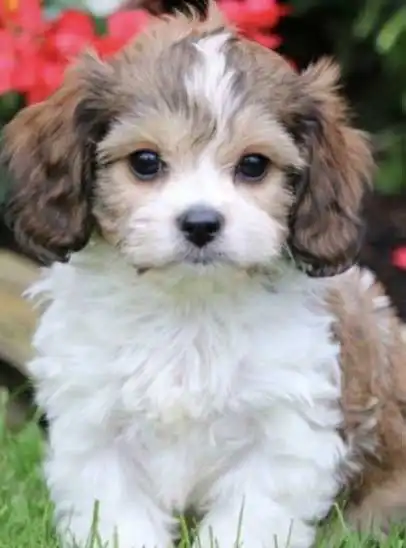 Aspetto del Cavachon