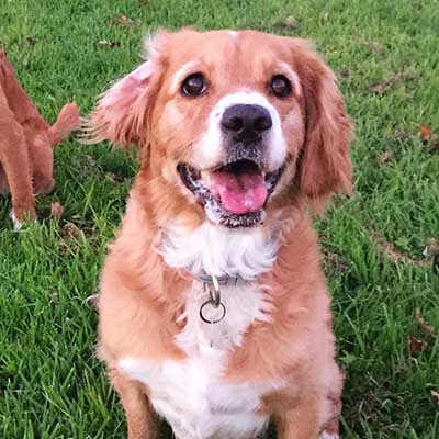 Cavador