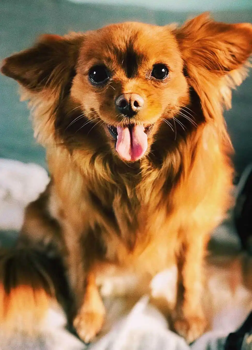 Origine & Histoire du Cavapom