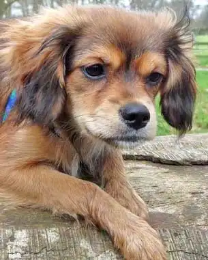Apparence du Cavapom