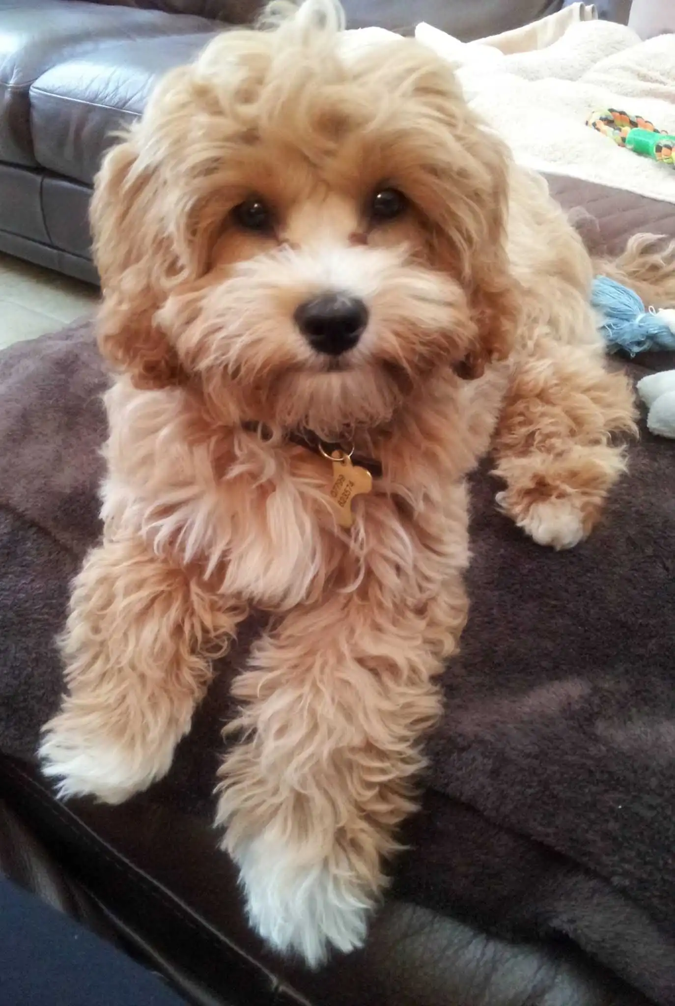 Origem & História do Cavapoo