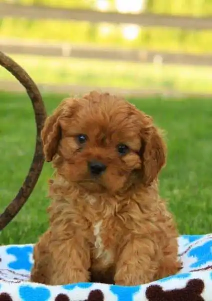 Aparência do Cavapoo