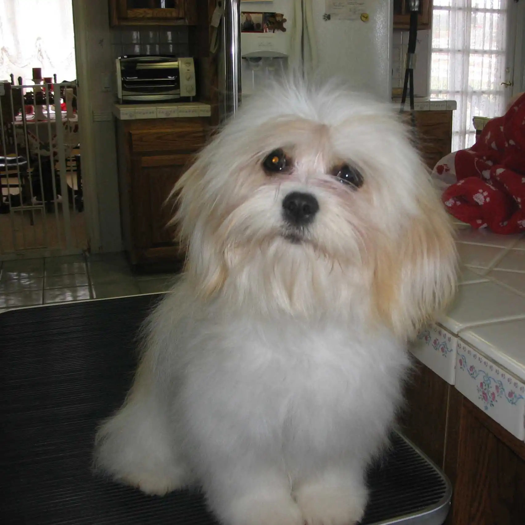 Cavaton