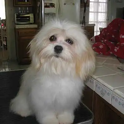 Cavaton dog breed.