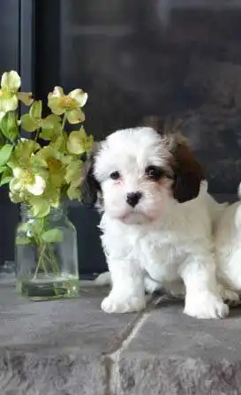 Breed Appearance
