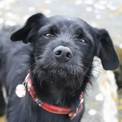 Cavottish dog breed.