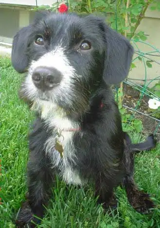 Breed Origin