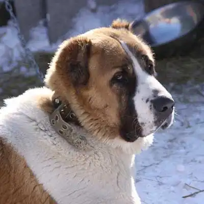Central Asian Shepherd dog breed.