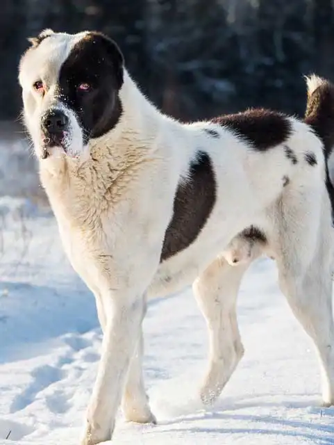 Breed Appearance
