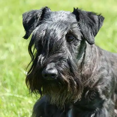 Cesky Terrier dog breed.