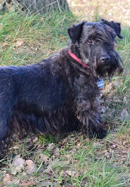 Breed Appearance