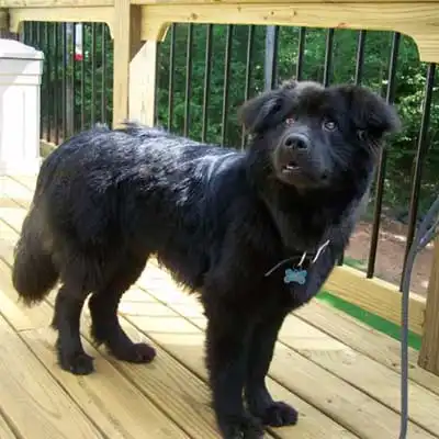Raça de cão Chabrador.