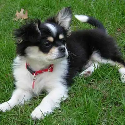 Cheeks dog breed.