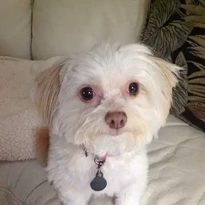 Cheenese dog breed.