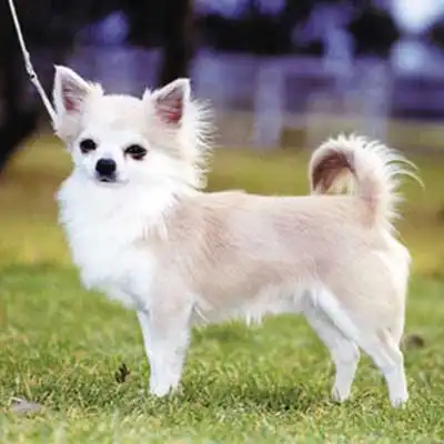 Cherokee Monarch dog breed.