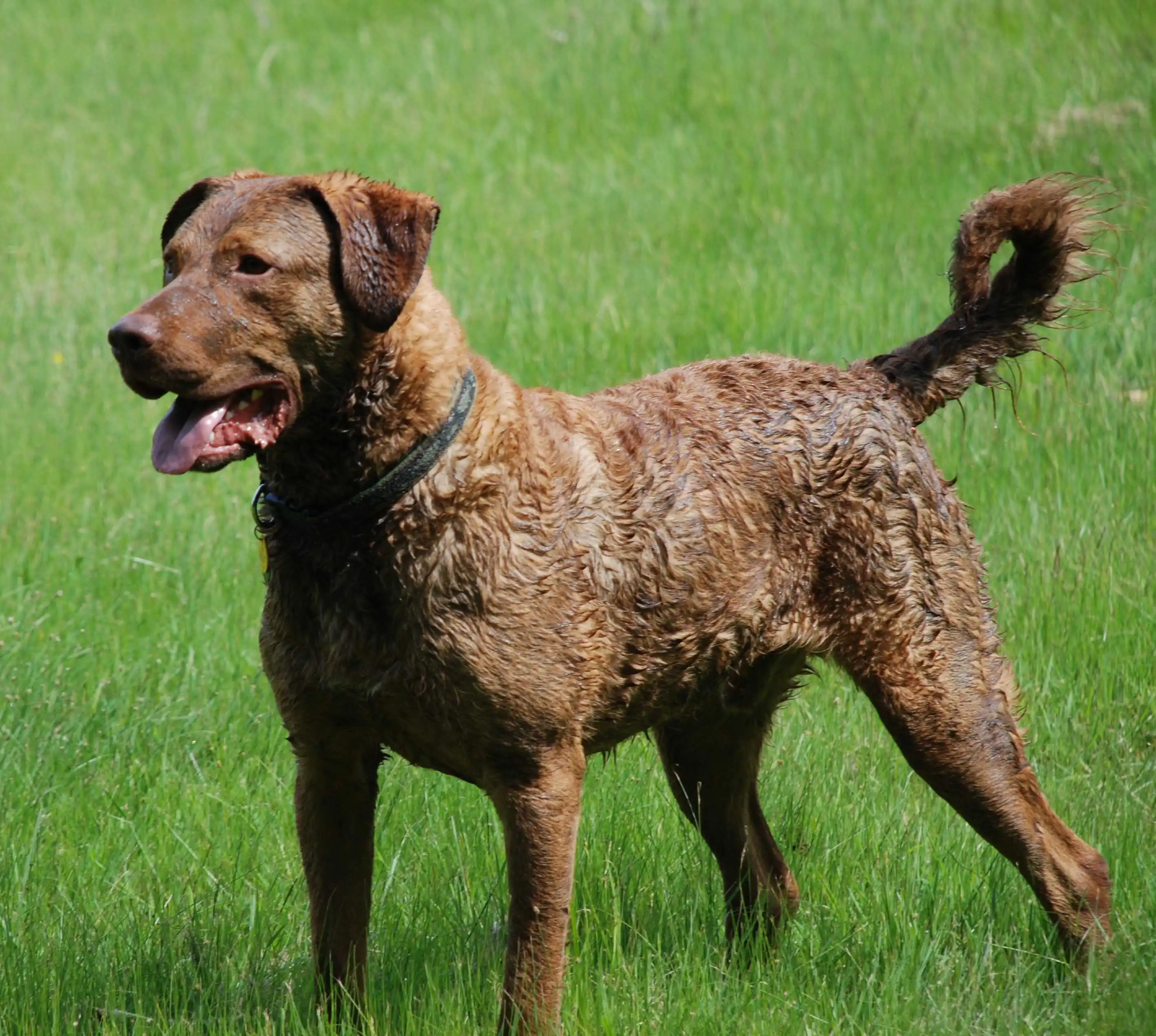 Chesapeake Bay Retriever
