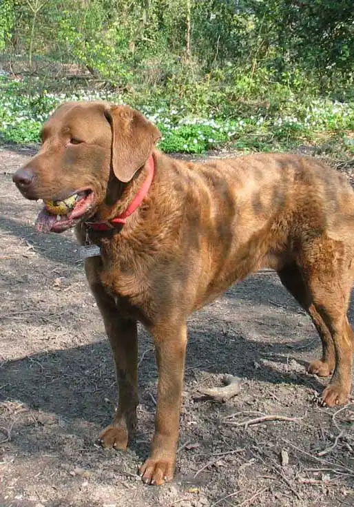 Breed Origin