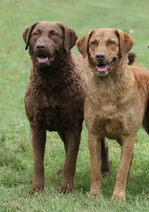 Behavior & Temperament