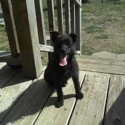 Chi Apso dog breed.