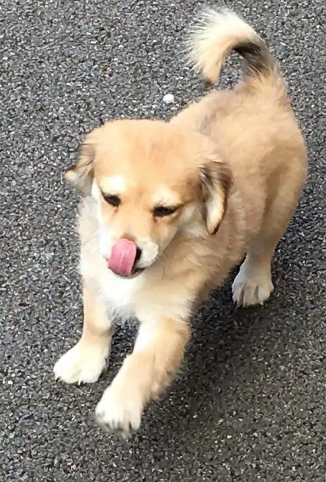 Chi Apso: Breed Origin