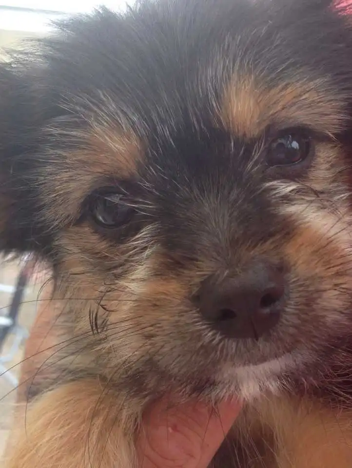 Chi Apso: Breed Appearance