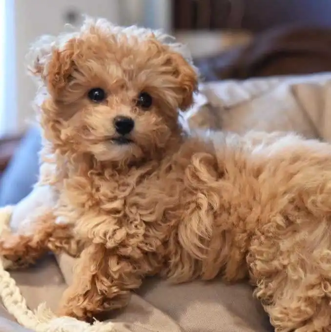 Chi-Poo
