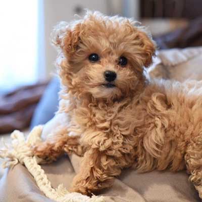 Chi-Poo