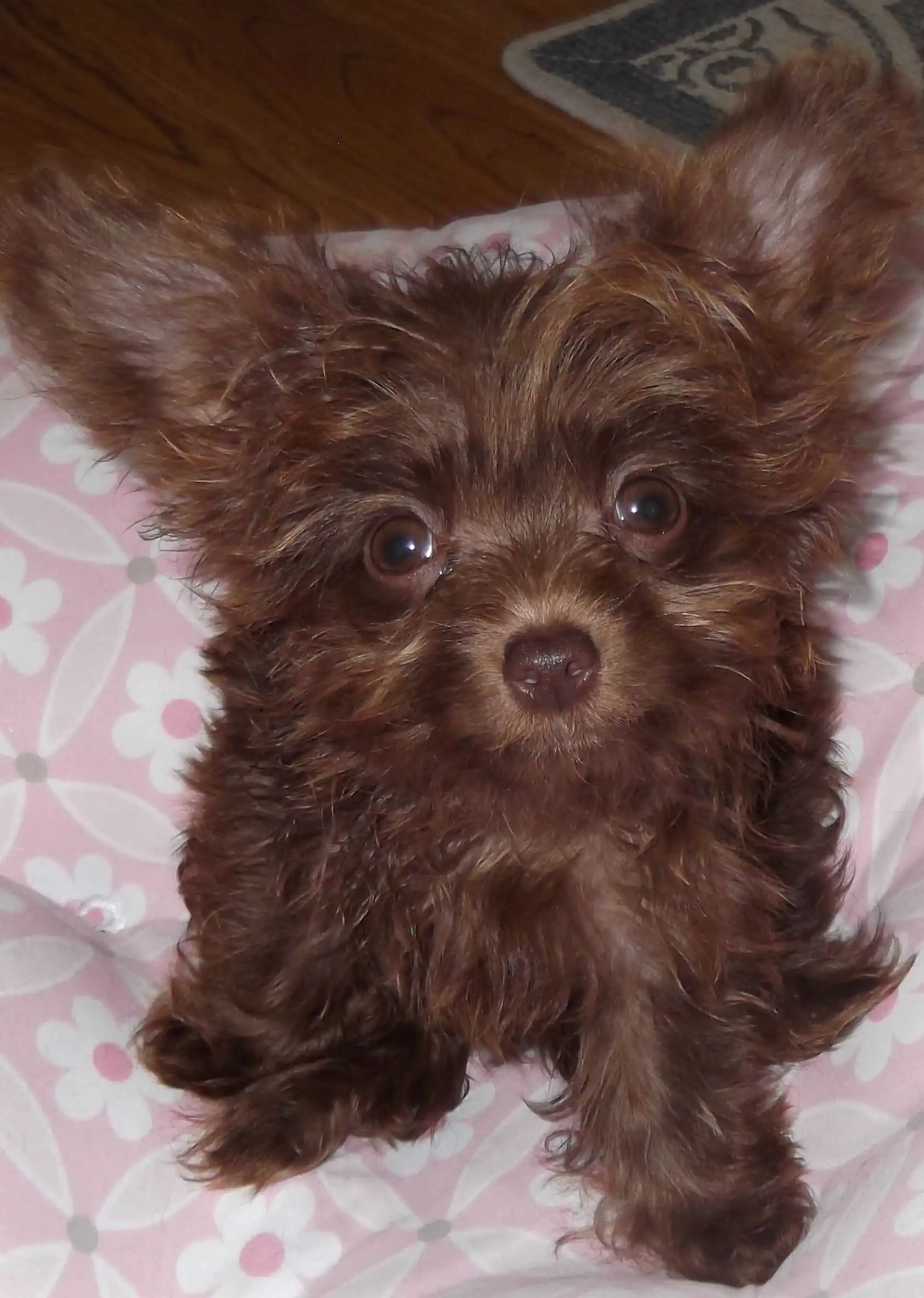 Aspetto del Chi-Poo