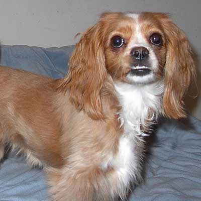 Chi-Spaniel