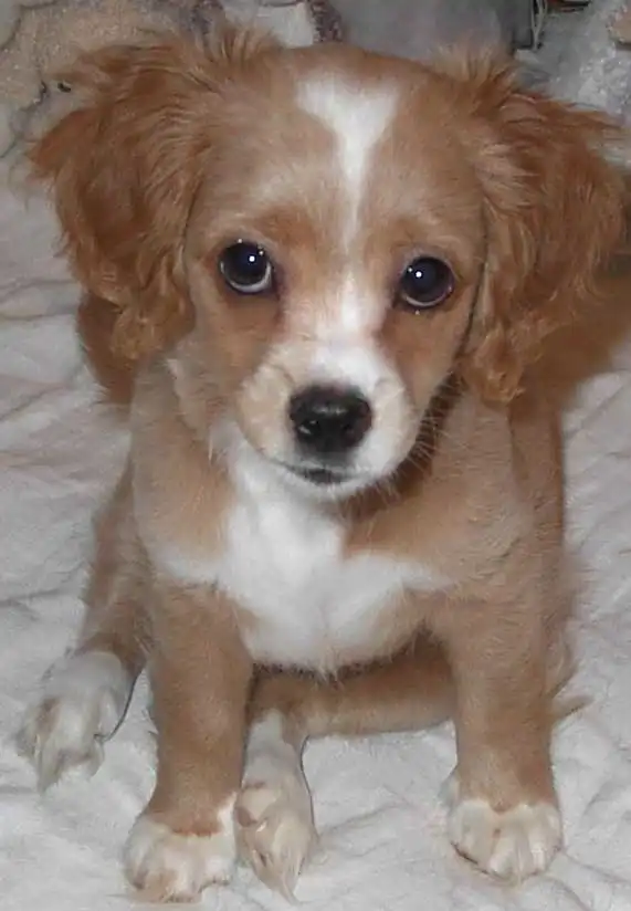 Origem & História do Chi-Spaniel / Chi-Epagneul