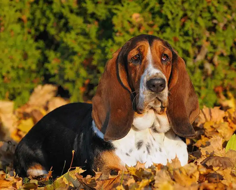 Chien d'Artois