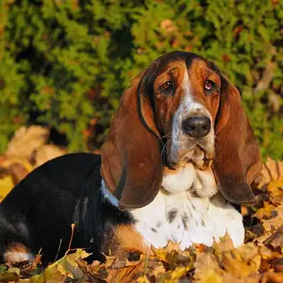 Chien d'Artois dog breed.