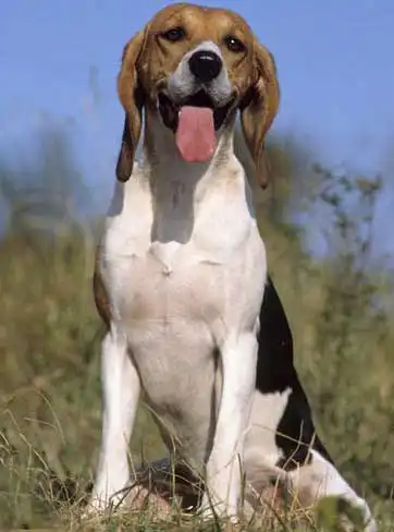 Breed Origin